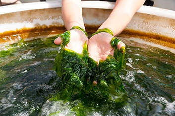 A person washing algae and holding them in hands