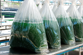 4 big bags filled with algae