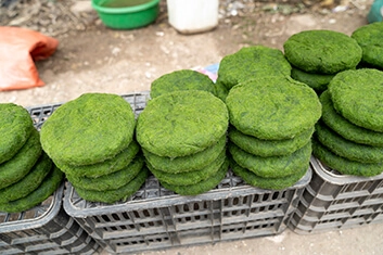 Algae bread