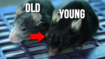 Old and young mices
