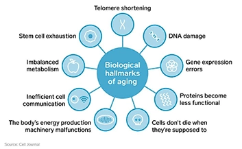 Biological hallmarks of aging