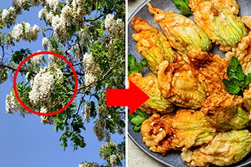 Before and after, acacia flowers
