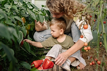Mom and kid picking vegetables from garden, having already some peppers red peppers in a bucket